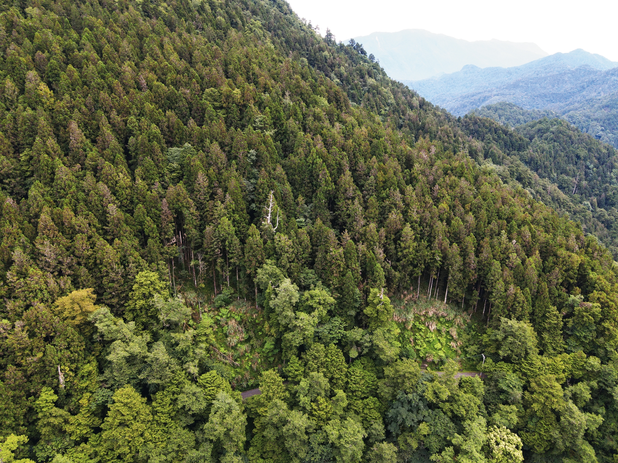 台湾の香りを見出す 森林を持ち帰る——檜山坊 - Taiwan Panorama